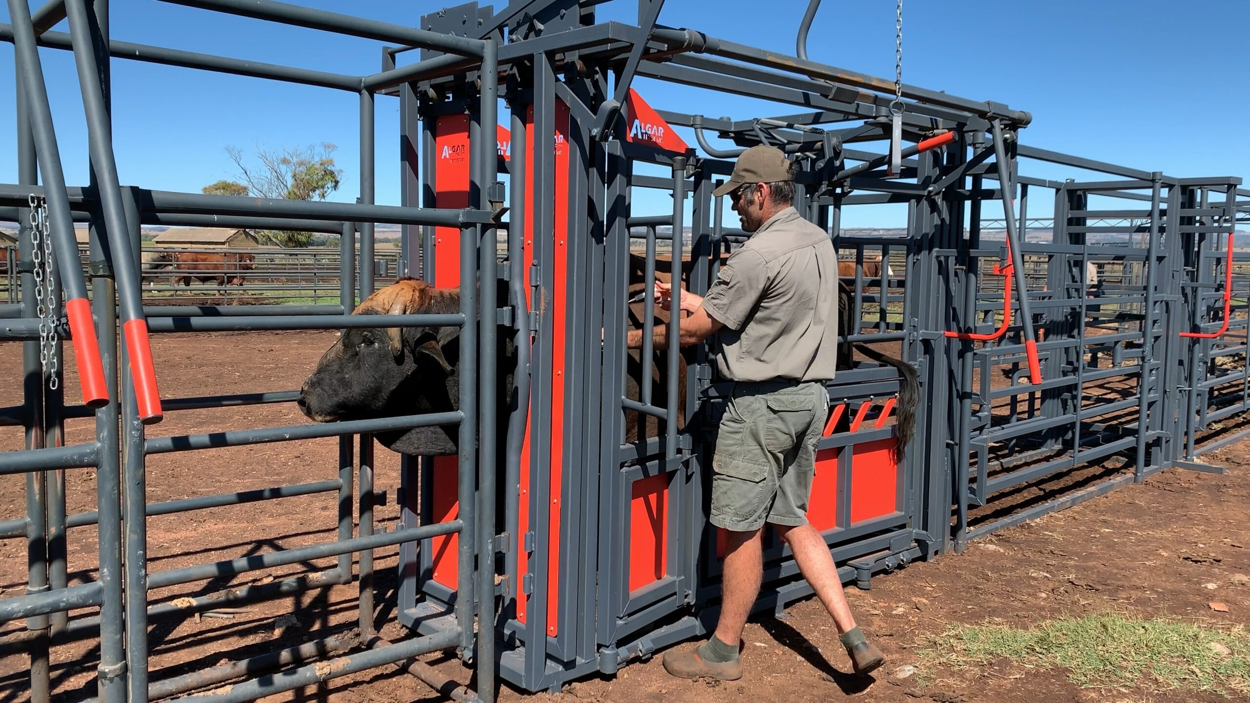 Cow safely restrained in an Algar neck and body clamp while receiving an injection