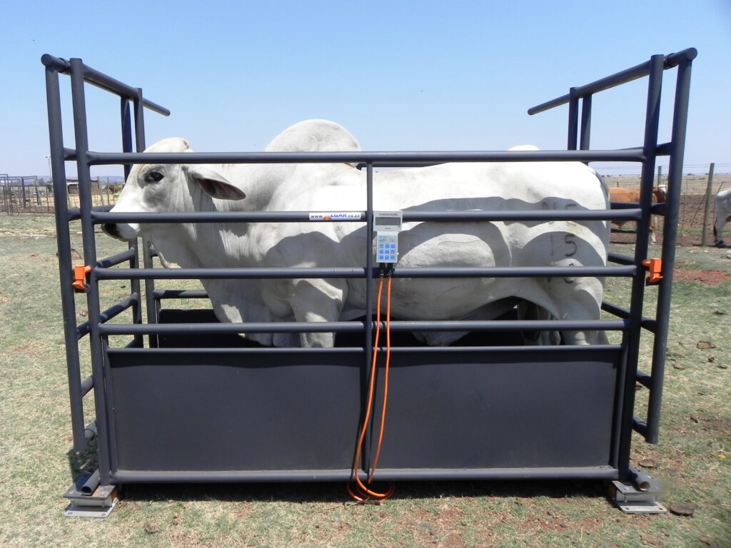 Bielie livestock weigh crate with two sliding gates and provision for load cells.