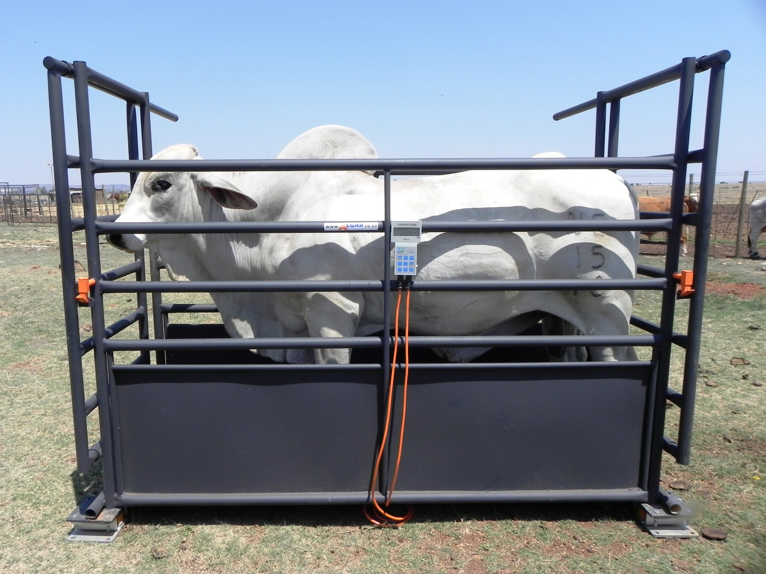 Bielie livestock weigh crate with two sliding gates and provision for load cells.