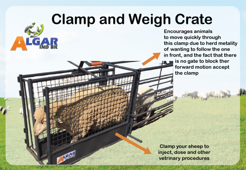 Algar sheep Clamp and Weigh Crate for accurate weighing, dosing and efficient small livestock handling Algar skaap Klem- en Weegkrat vir akkurate weging, dosering en doeltreffende kleinveehantering