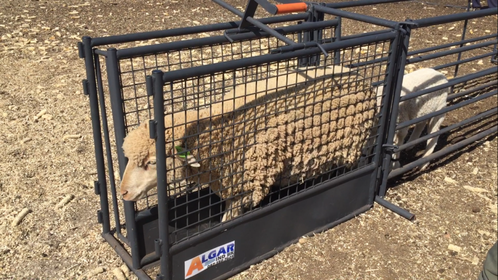 Algar sheep Clamp and Weigh Crate for accurate weighing, dosing and efficient small livestock handling Algar skaap Klem- en Weegkrat vir akkurate weging, dosering en doeltreffende kleinveehantering