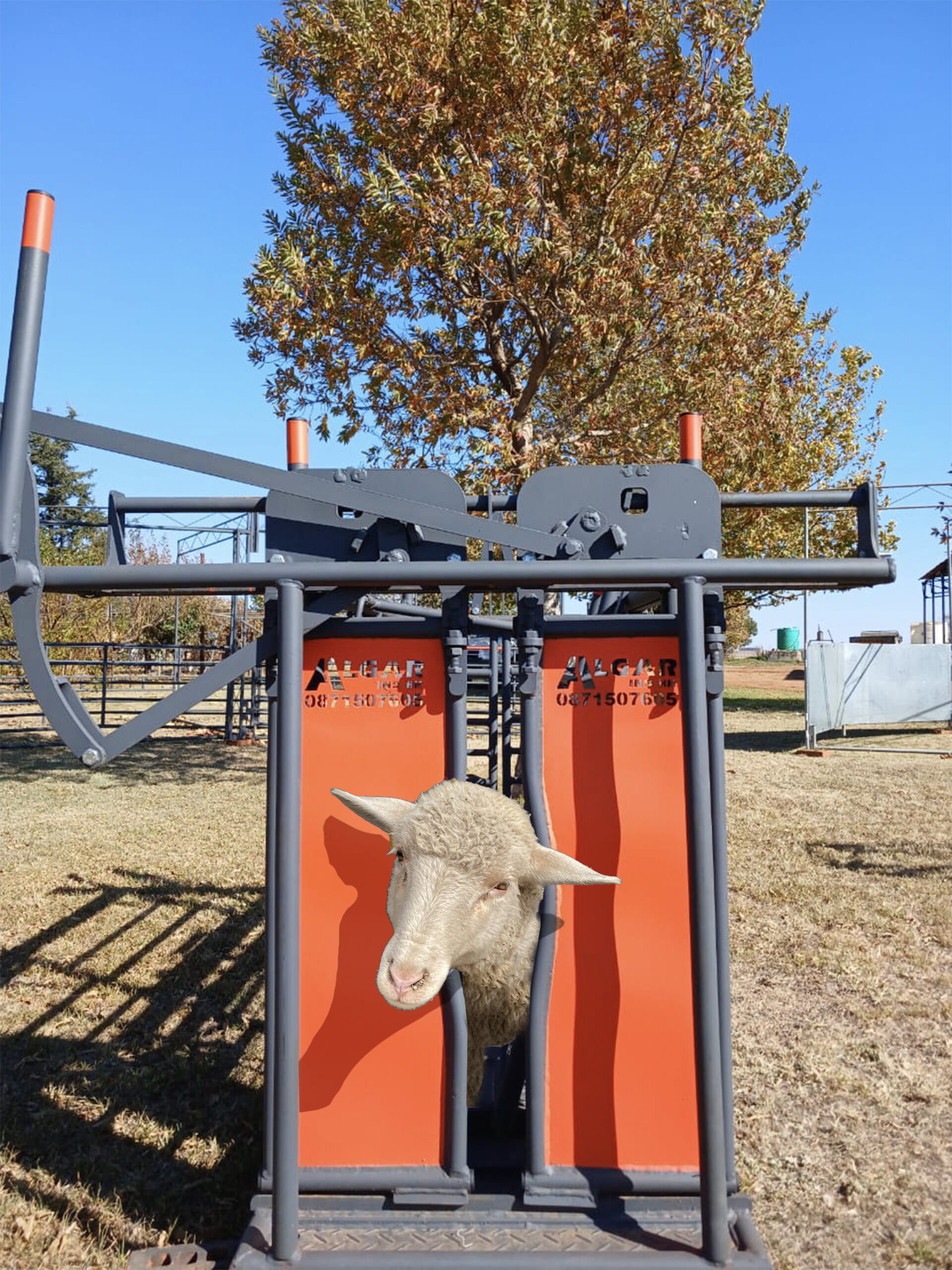 sheep neck clamp a neck clamp for sheep that helps you handle your animals more safely and securely